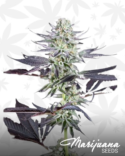 Blueberry Cookies 1 1