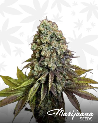 Blueberry Hashplant 1