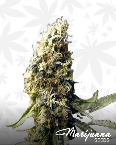 Blueberry OG 1