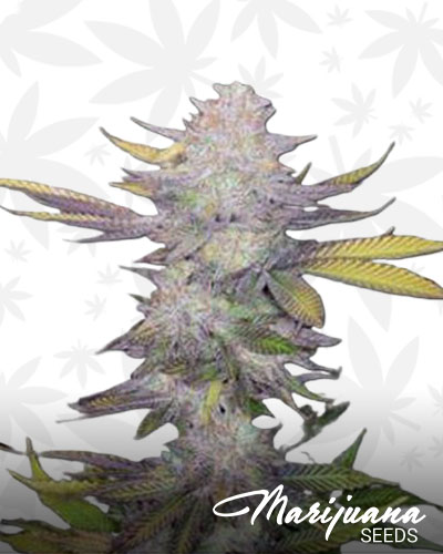 Blueberry Silvertip 1