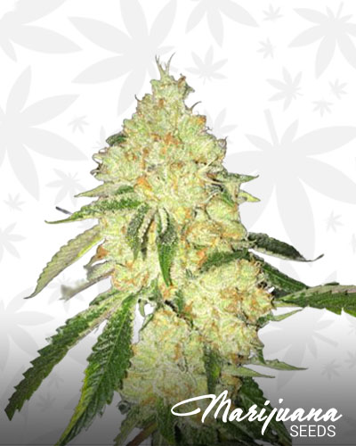 Boss OG 1