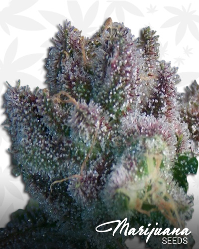 Boysenberry