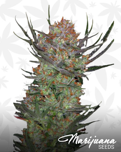 Brian Berry Cough 1