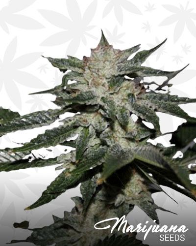 Bruce Banner 1
