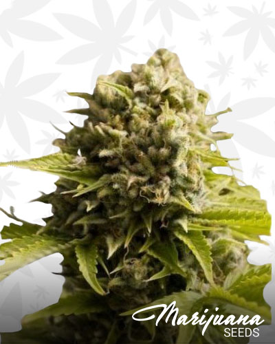 Bubba Cheese Auto 1