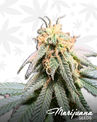 Bubba X Skunk