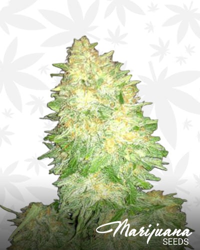 Bubbleberry 1