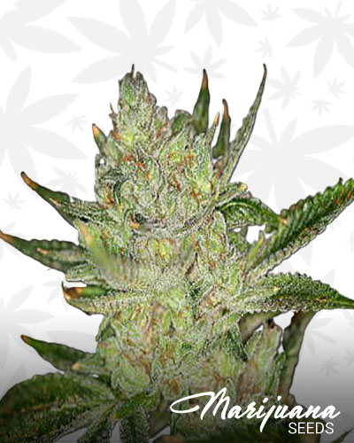 Buddha OG Kush 2
