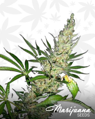 Budzilla 1