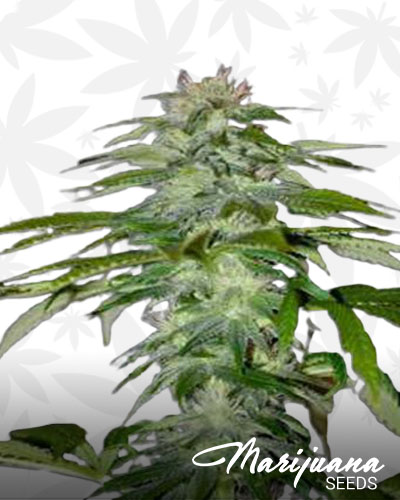 Burmese Kush 1