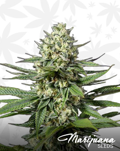 CBD OG 1