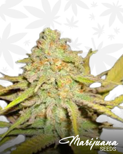 Cactus Cooler 1