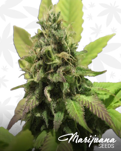 California Love OG