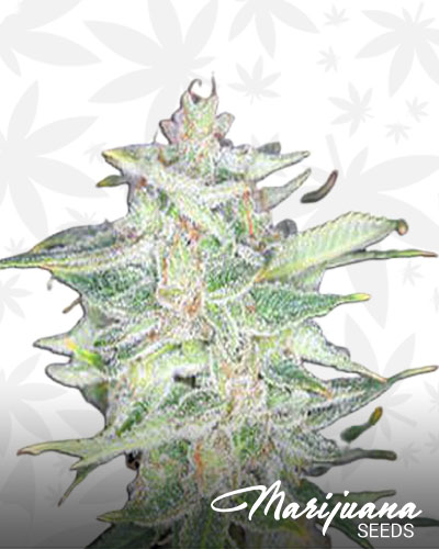California Sour 1