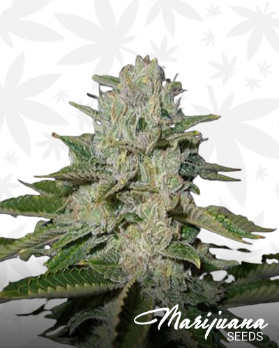 California Sour Diesel 1
