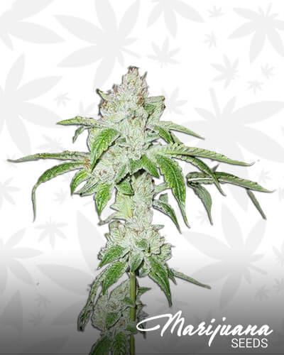 Calyx OG