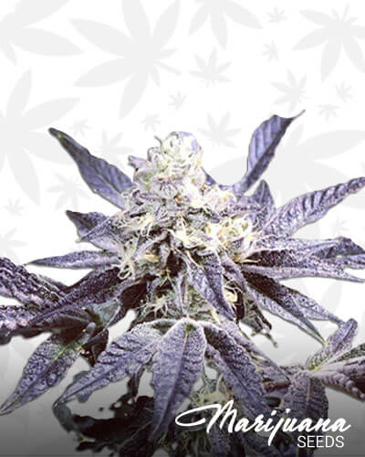 Candyland Cookies 1