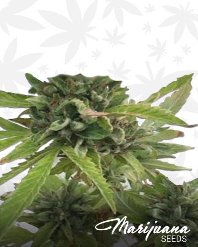 Canna Tsu 1
