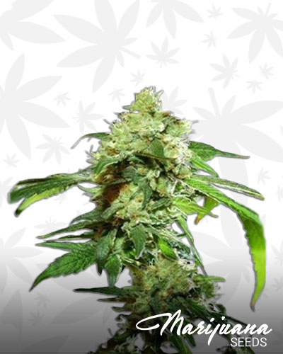 Cannatonic 2