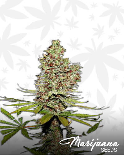 Caramel Candy Kush 1