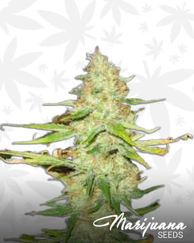 Caramelicious 1