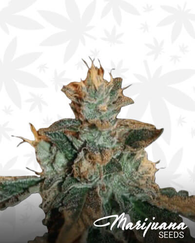 Cataract Kush 2