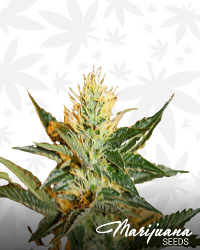 Champagne Diesel 1