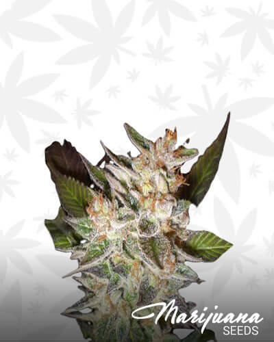 Cheese Candy 1