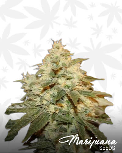 Chem Berry Diesel 2