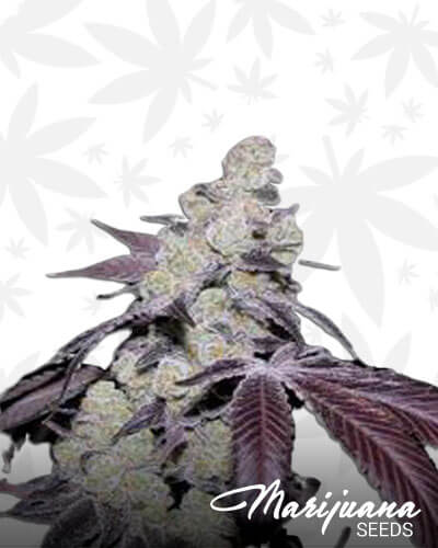 Chem Cookies 1