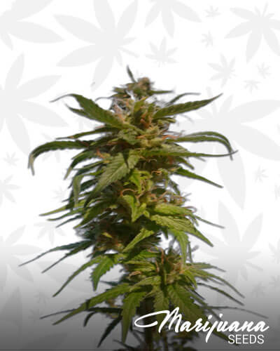 Chem Jack