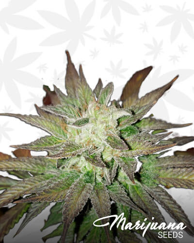 Chem Valley Kush 2