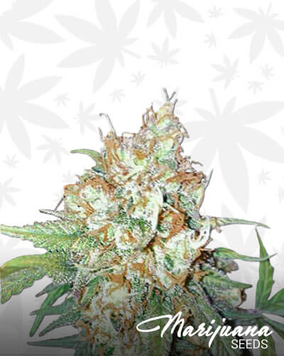 Cherry Cookies 1
