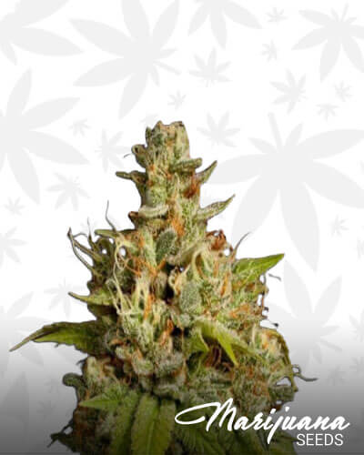 Cherry Durban Poison 1