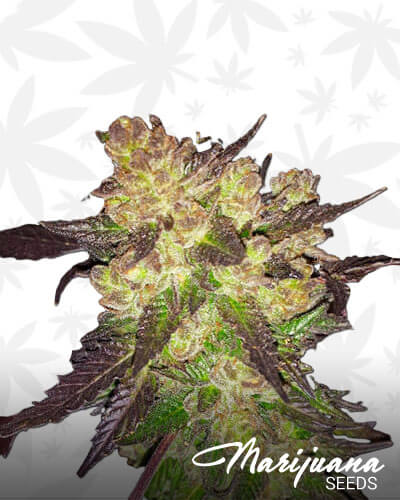 Cherry Fire 1