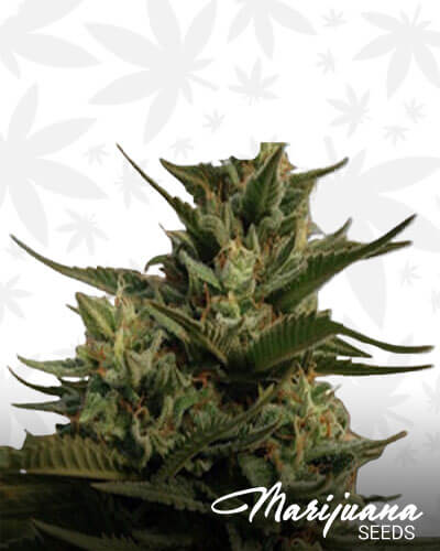 Cherry OG 1