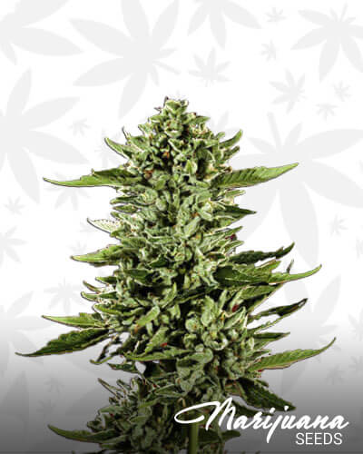 Cherry Pie Kush 1