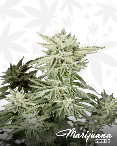 Cherry Sherbet 1