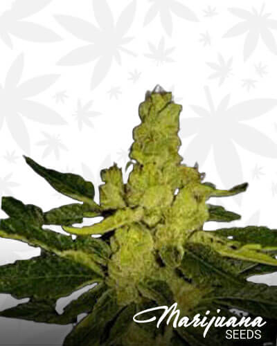 Cherry Skunk 1