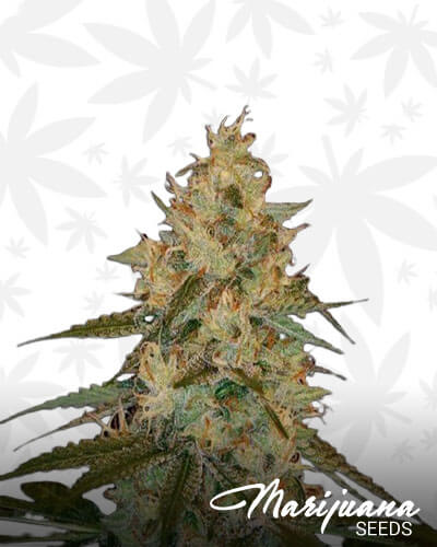 Chocolope Kush 2
