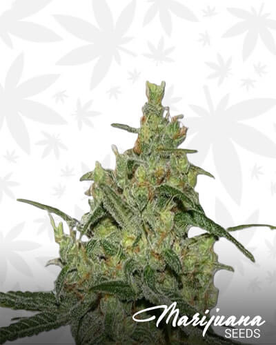 Chong Star 1