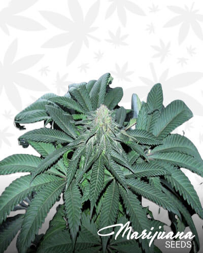 Chunky Diesel 1