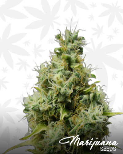 Citral Skunk 2
