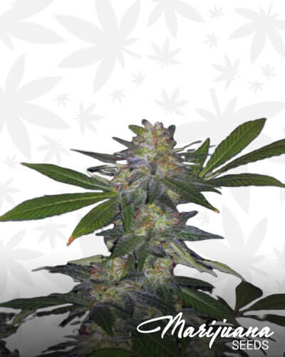 Cold Creek Kush 1