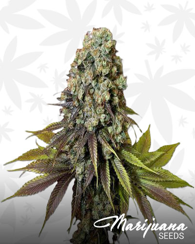 Colorado’s Blue Widow 1