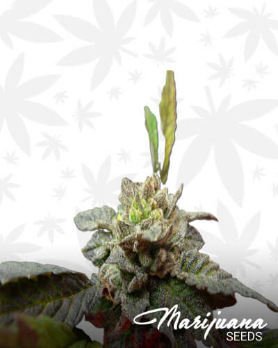 Cookie Breath 1