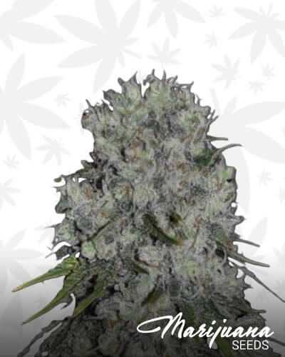Critical Bilbo 1
