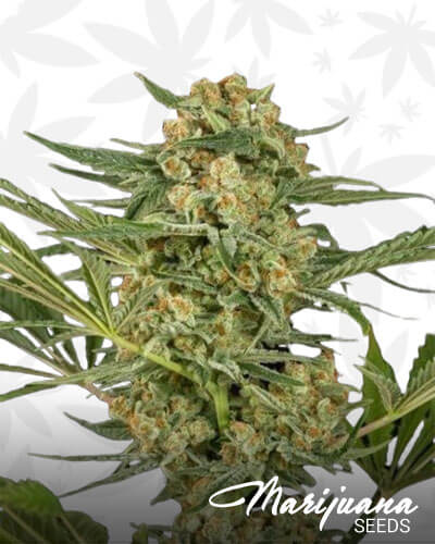 Critical Cheese 1