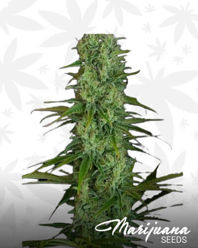 Critical Jack 2