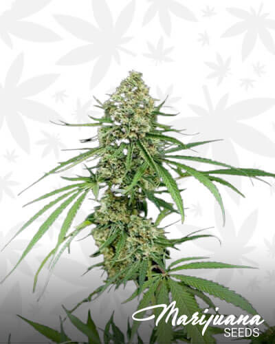 Critical Plus 1